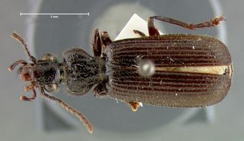 Media type: image;   Entomology 31524 Aspect: habitus dorsal view